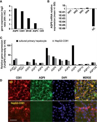 The Host Protein <mark class="highlighted">Aquaporin-9</mark> is Required for Efficient Plasmodium falciparum Sporozoite Entry into Human Hepatocytes